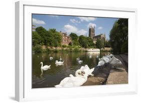 Swans Beside the River Severn and Worcester Cathedral, Worcester, Worcestershire, England-Stuart Black-Framed Photographic Print