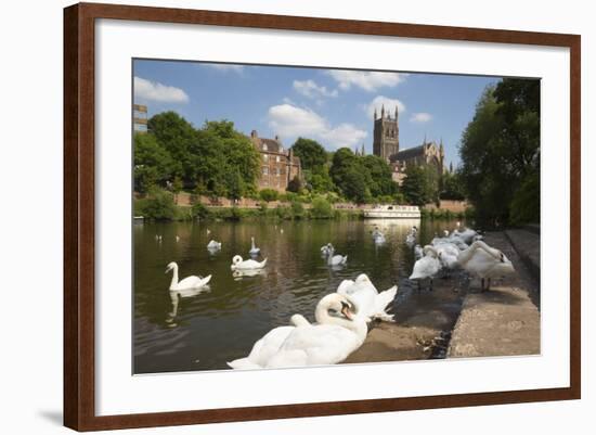 Swans Beside the River Severn and Worcester Cathedral, Worcester, Worcestershire, England-Stuart Black-Framed Photographic Print