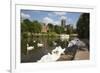 Swans Beside the River Severn and Worcester Cathedral, Worcester, Worcestershire, England-Stuart Black-Framed Photographic Print