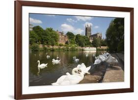 Swans Beside the River Severn and Worcester Cathedral, Worcester, Worcestershire, England-Stuart Black-Framed Photographic Print