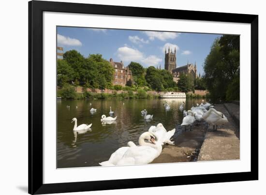 Swans Beside the River Severn and Worcester Cathedral, Worcester, Worcestershire, England-Stuart Black-Framed Photographic Print