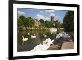 Swans Beside the River Severn and Worcester Cathedral, Worcester, Worcestershire, England-Stuart Black-Framed Photographic Print