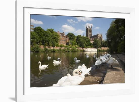 Swans Beside the River Severn and Worcester Cathedral, Worcester, Worcestershire, England-Stuart Black-Framed Photographic Print