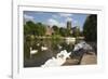 Swans Beside the River Severn and Worcester Cathedral, Worcester, Worcestershire, England-Stuart Black-Framed Photographic Print