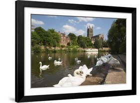 Swans Beside the River Severn and Worcester Cathedral, Worcester, Worcestershire, England-Stuart Black-Framed Photographic Print