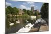 Swans Beside the River Severn and Worcester Cathedral, Worcester, Worcestershire, England-Stuart Black-Mounted Photographic Print