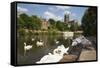 Swans Beside the River Severn and Worcester Cathedral, Worcester, Worcestershire, England-Stuart Black-Framed Stretched Canvas
