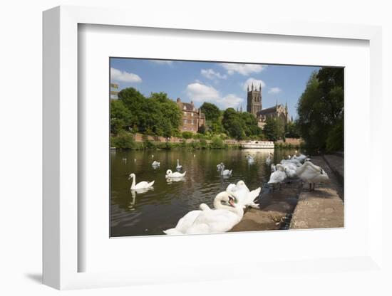 Swans Beside the River Severn and Worcester Cathedral, Worcester, Worcestershire, England-Stuart Black-Framed Photographic Print