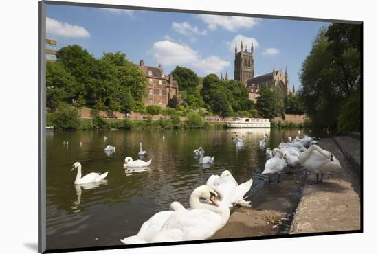 Swans Beside the River Severn and Worcester Cathedral, Worcester, Worcestershire, England-Stuart Black-Mounted Photographic Print