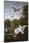 Swans, Ducks and Other Birds in a Park-Giovanni Battista Benvenuti-Mounted Giclee Print
