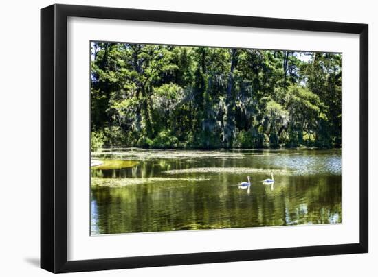 Swans I-Alan Hausenflock-Framed Photographic Print