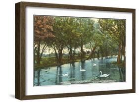 Swans in Brackenridge Park, San Antonio, Texas-null-Framed Art Print