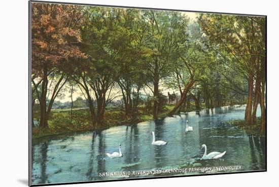 Swans in Brackenridge Park, San Antonio, Texas-null-Mounted Art Print