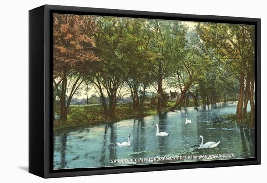 Swans in Brackenridge Park, San Antonio, Texas-null-Framed Stretched Canvas