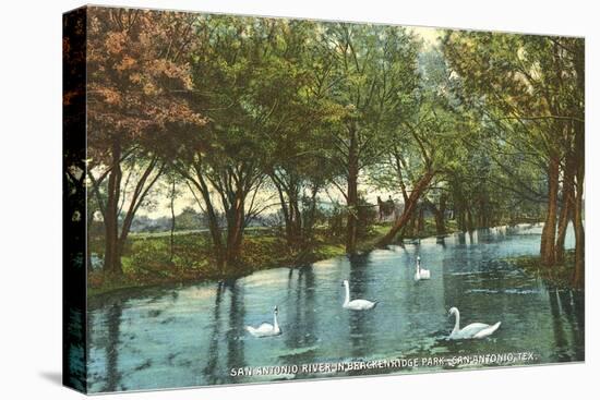 Swans in Brackenridge Park, San Antonio, Texas-null-Stretched Canvas