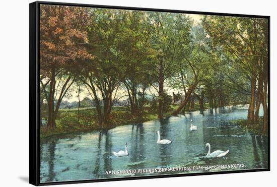 Swans in Brackenridge Park, San Antonio, Texas-null-Framed Stretched Canvas