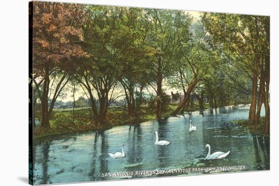 Swans in Brackenridge Park, San Antonio, Texas-null-Stretched Canvas