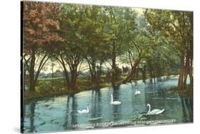 Swans in Brackenridge Park, San Antonio, Texas-null-Stretched Canvas