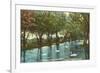 Swans in Brackenridge Park, San Antonio, Texas-null-Framed Premium Giclee Print