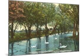 Swans in Brackenridge Park, San Antonio, Texas-null-Mounted Premium Giclee Print