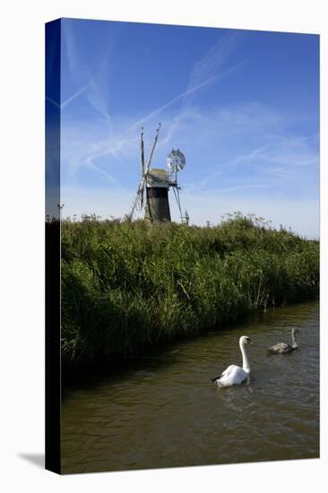 Swans in Front of St. Benet's Windmill-Peter Richardson-Stretched Canvas