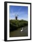 Swans in Front of St. Benet's Windmill-Peter Richardson-Framed Photographic Print