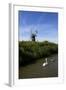Swans in Front of St. Benet's Windmill-Peter Richardson-Framed Photographic Print