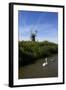 Swans in Front of St. Benet's Windmill-Peter Richardson-Framed Photographic Print