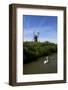 Swans in Front of St. Benet's Windmill-Peter Richardson-Framed Photographic Print