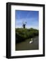 Swans in Front of St. Benet's Windmill-Peter Richardson-Framed Photographic Print