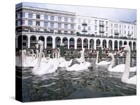 Swans in Front of the Alster Arcades in the Altstadt (Old Town), Hamburg, Germany-Yadid Levy-Stretched Canvas