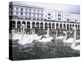 Swans in Front of the Alster Arcades in the Altstadt (Old Town), Hamburg, Germany-Yadid Levy-Stretched Canvas