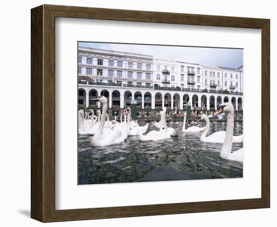 Swans in Front of the Alster Arcades in the Altstadt (Old Town), Hamburg, Germany-Yadid Levy-Framed Photographic Print