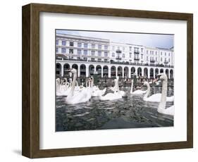 Swans in Front of the Alster Arcades in the Altstadt (Old Town), Hamburg, Germany-Yadid Levy-Framed Photographic Print