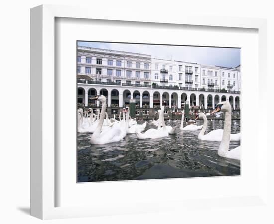 Swans in Front of the Alster Arcades in the Altstadt (Old Town), Hamburg, Germany-Yadid Levy-Framed Photographic Print