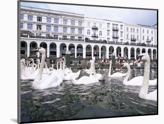 Swans in Front of the Alster Arcades in the Altstadt (Old Town), Hamburg, Germany-Yadid Levy-Mounted Photographic Print