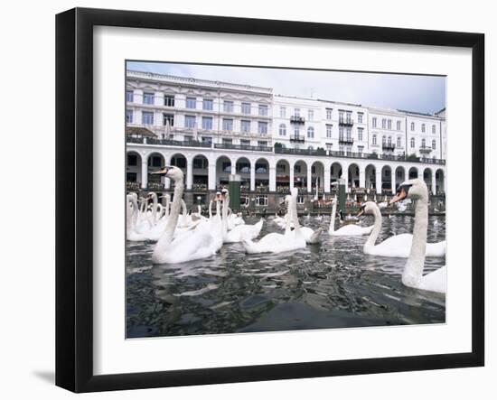 Swans in Front of the Alster Arcades in the Altstadt (Old Town), Hamburg, Germany-Yadid Levy-Framed Photographic Print