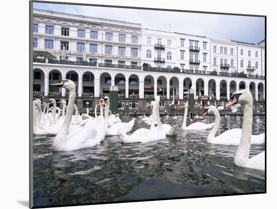 Swans in Front of the Alster Arcades in the Altstadt (Old Town), Hamburg, Germany-Yadid Levy-Mounted Photographic Print