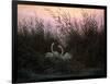 Swans in the Reeds, C1794-C1831-Caspar David Friedrich-Framed Giclee Print