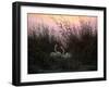 Swans in the Reeds, C1794-C1831-Caspar David Friedrich-Framed Giclee Print