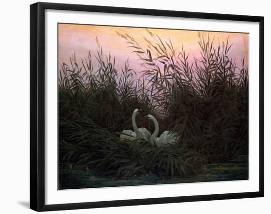 Swans in the Reeds, C1794-C1831-Caspar David Friedrich-Framed Giclee Print