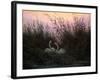 Swans in the Reeds, C1794-C1831-Caspar David Friedrich-Framed Giclee Print