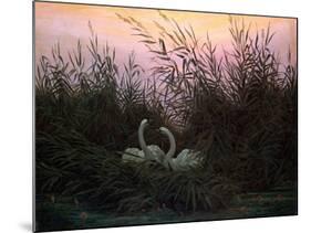 Swans in the Reeds, C1794-C1831-Caspar David Friedrich-Mounted Giclee Print