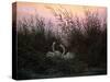 Swans in the Reeds, C1794-C1831-Caspar David Friedrich-Stretched Canvas