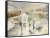 Swans in Winter-Karen Armitage-Framed Stretched Canvas