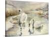 Swans in Winter-Karen Armitage-Stretched Canvas