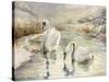 Swans in Winter-Karen Armitage-Stretched Canvas