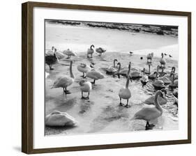 Swans on Frozen River-null-Framed Photographic Print