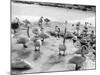 Swans on Frozen River-null-Mounted Photographic Print