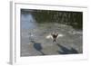 Swans On Ice-Charles Bowman-Framed Photographic Print